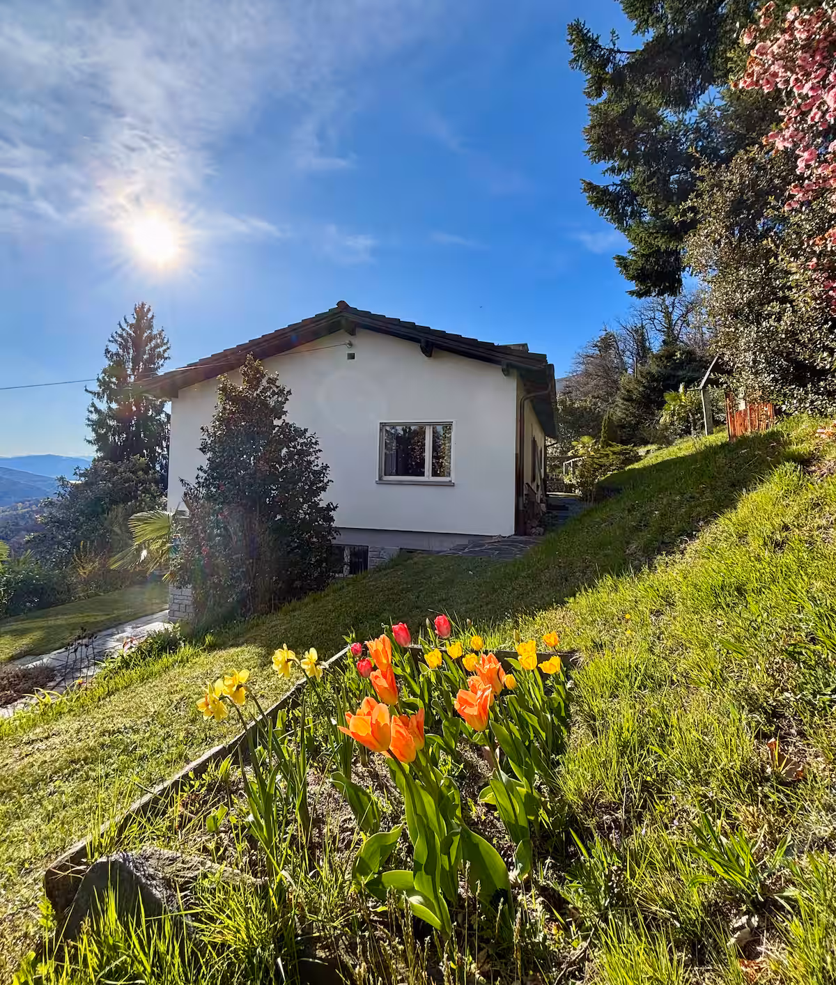 Jardin fleuri de tulipes au printemps